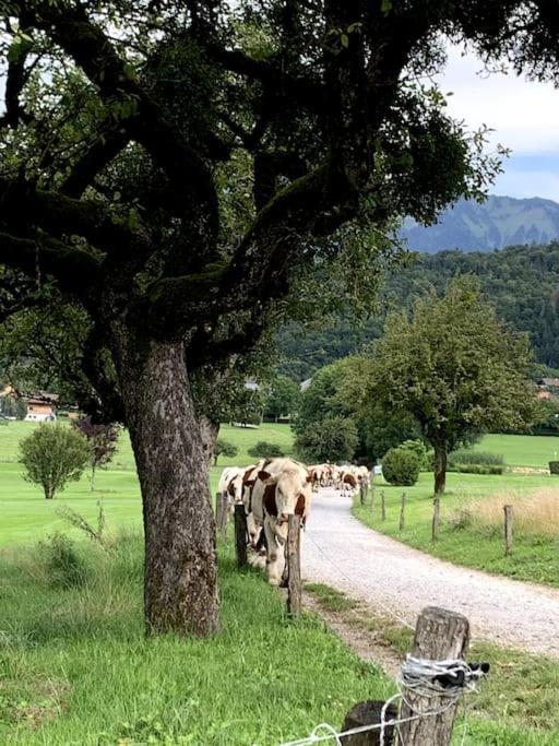 Petit Cocon Entre Lac, Golf Et Montagne, Proche D'Annecy Giez Exterior foto